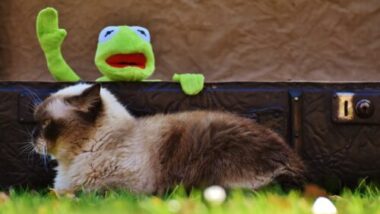 Kermit And Cat